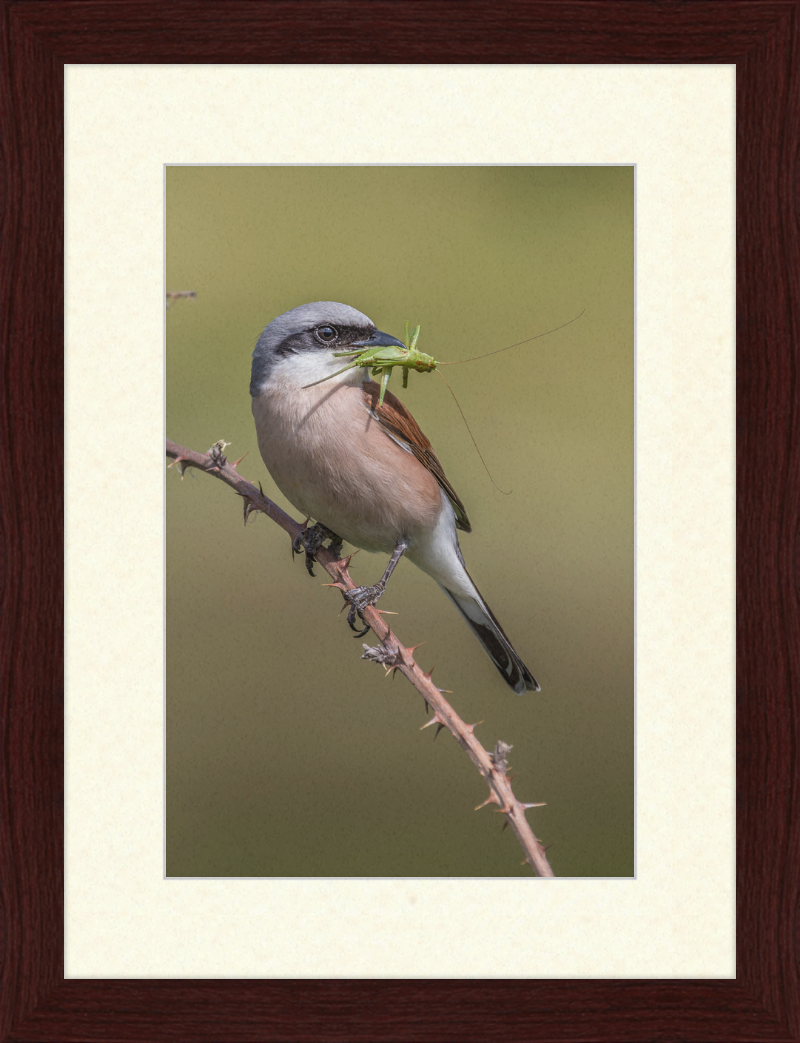 Neuntöter mit erbeutetem Heupferd im Geo-Naturpark Bergstraße-Odenwald - Great Pictures Framed