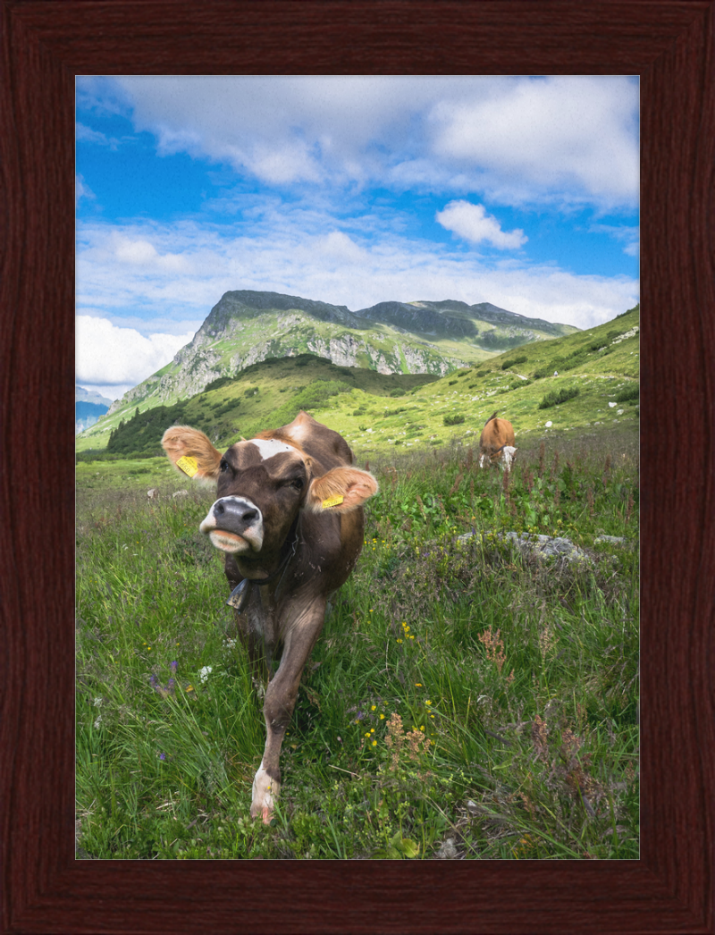 Cattle in the Kops and Zeinis Lake Area. - Great Pictures Framed