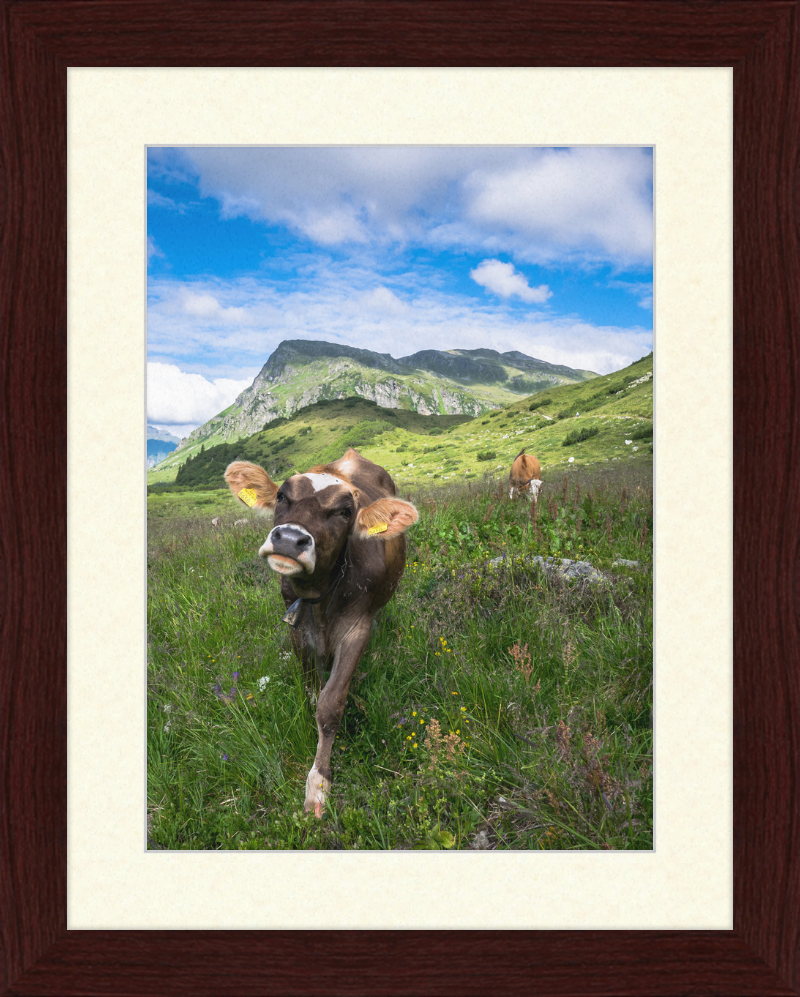 Cattle in the Kops and Zeinis Lake Area. - Great Pictures Framed
