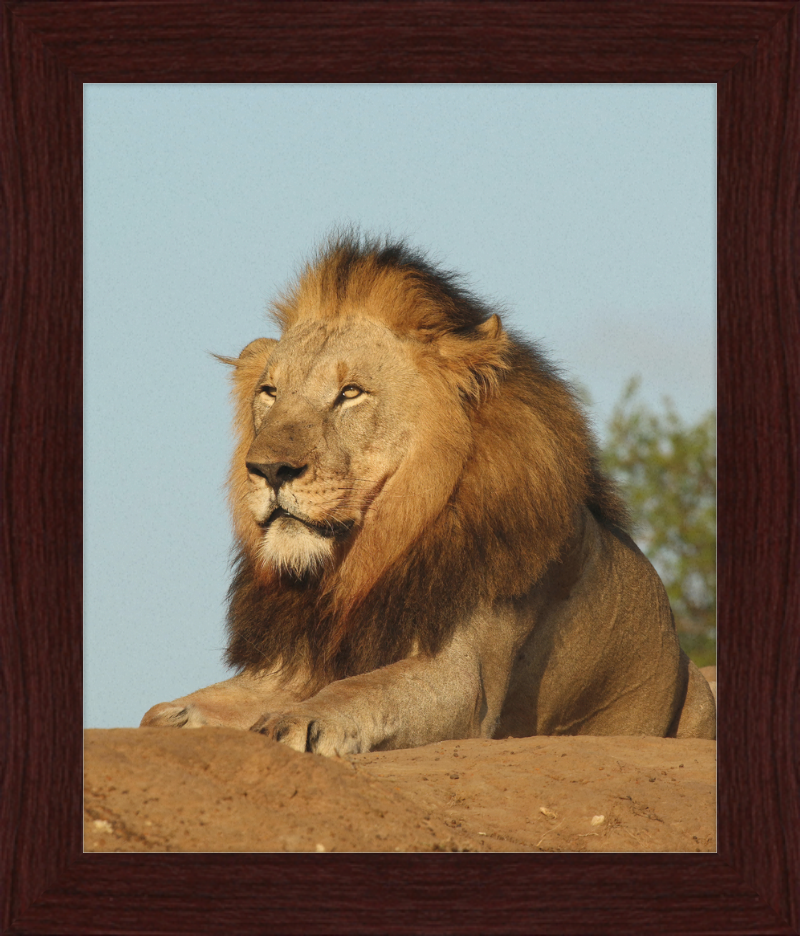 Lion (Panthera leo) Male - Great Pictures Framed