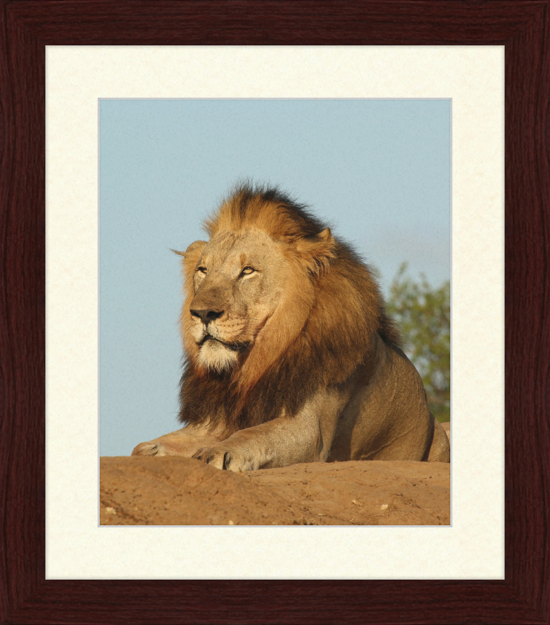 Lion (Panthera leo) Male - Great Pictures Framed