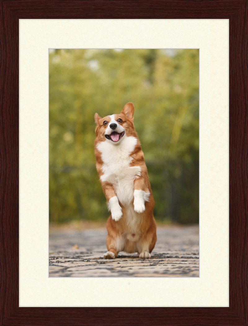 Welsh Corgi Puppy - Great Pictures Framed