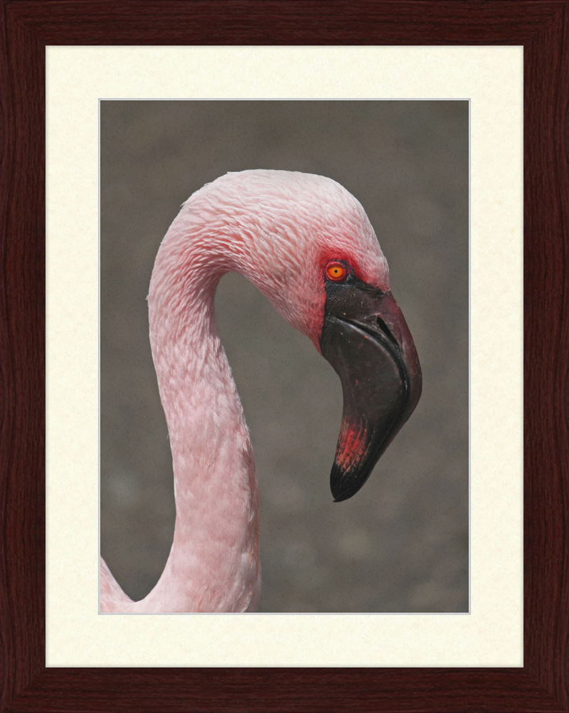 Phoeniconaias minor - Great Pictures Framed