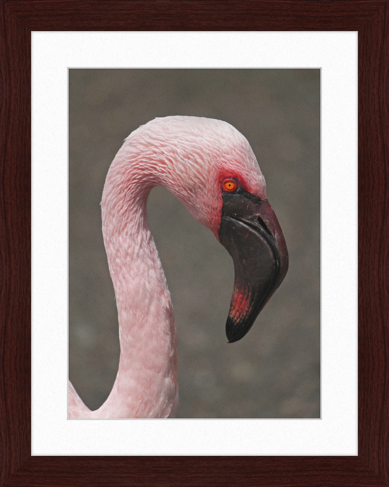 Phoeniconaias minor - Great Pictures Framed