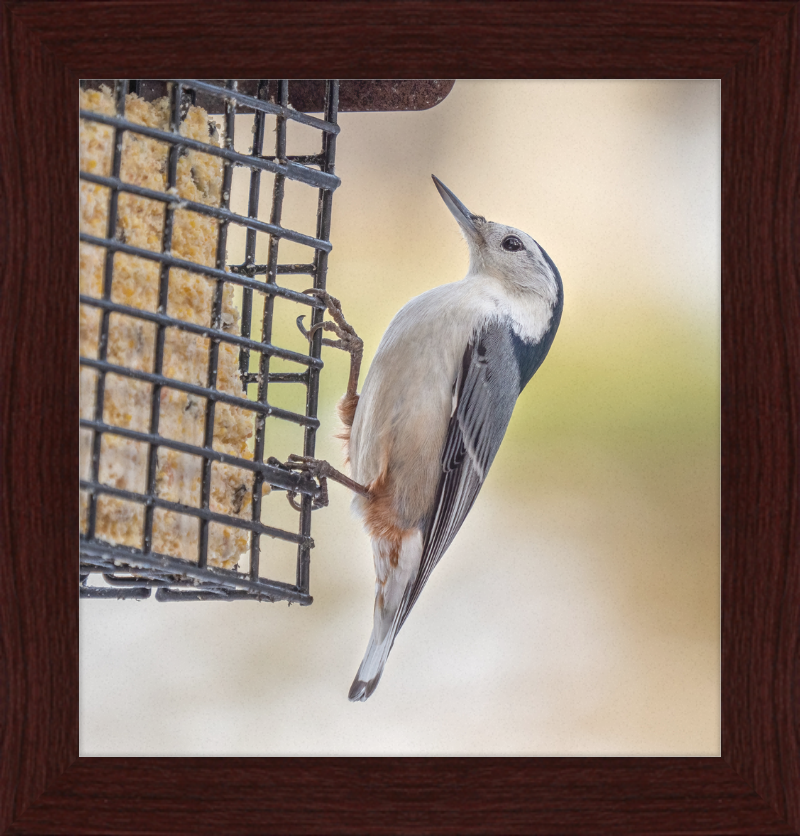 White-breasted Nuthatch - Great Pictures Framed