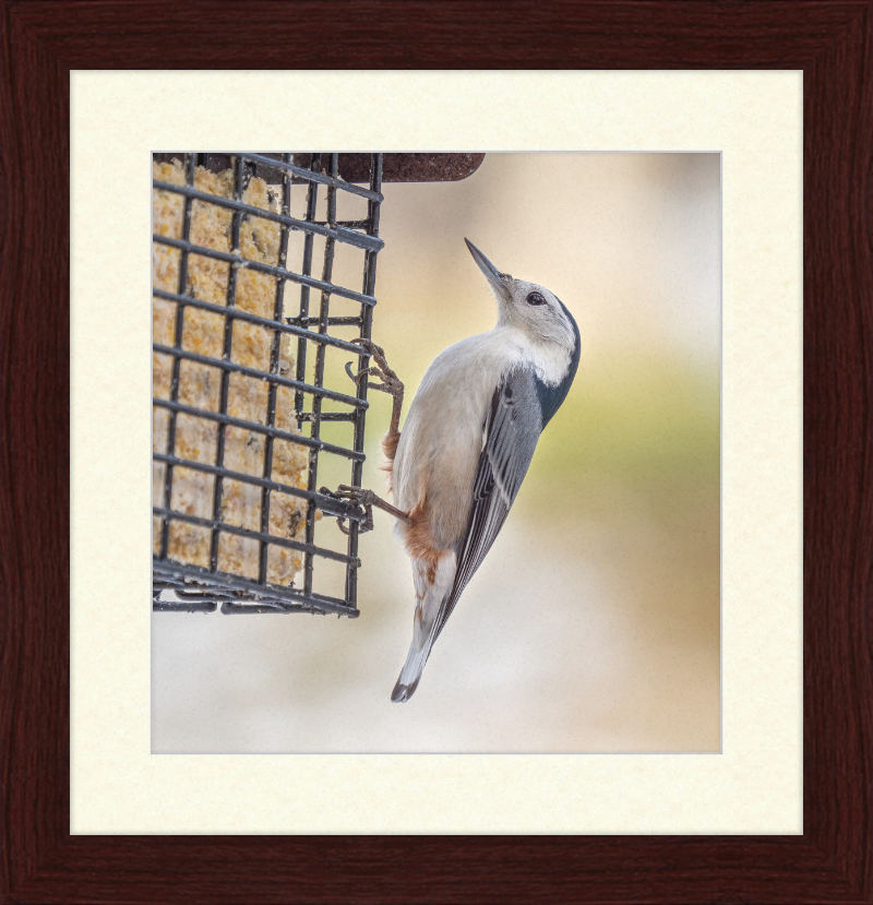 White-breasted Nuthatch - Great Pictures Framed