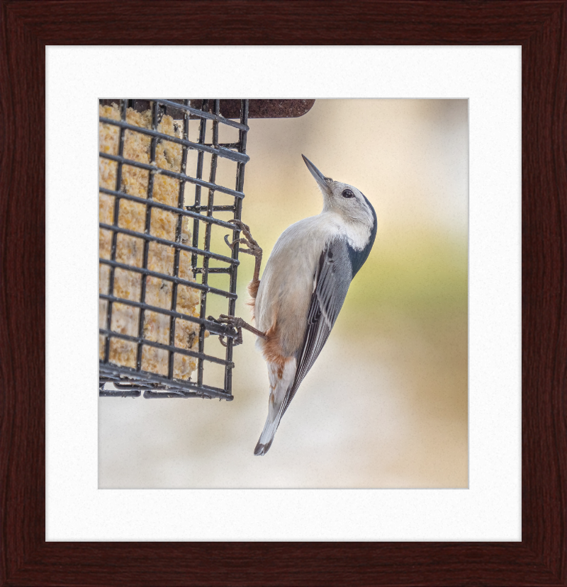 White-breasted Nuthatch - Great Pictures Framed