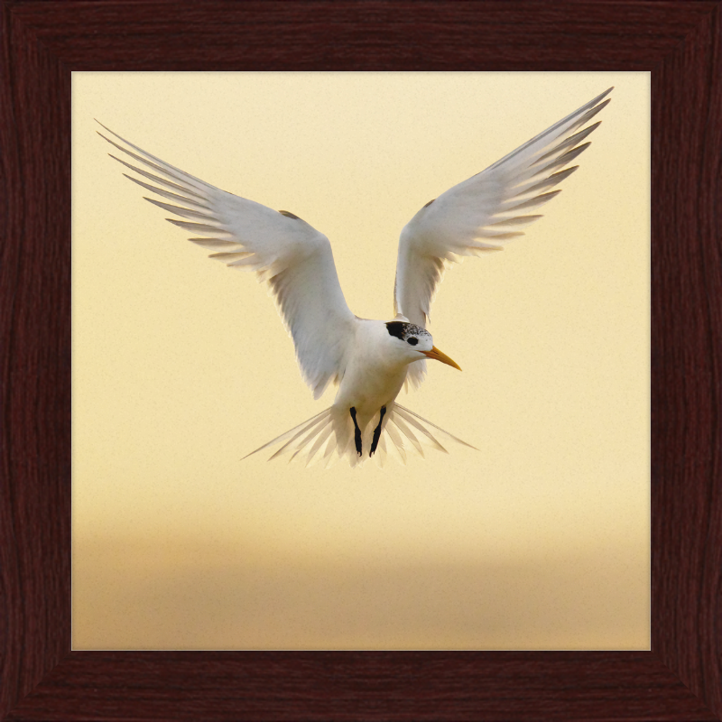 The Crested Tern - Great Pictures Framed