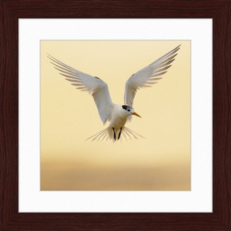 The Crested Tern - Great Pictures Framed