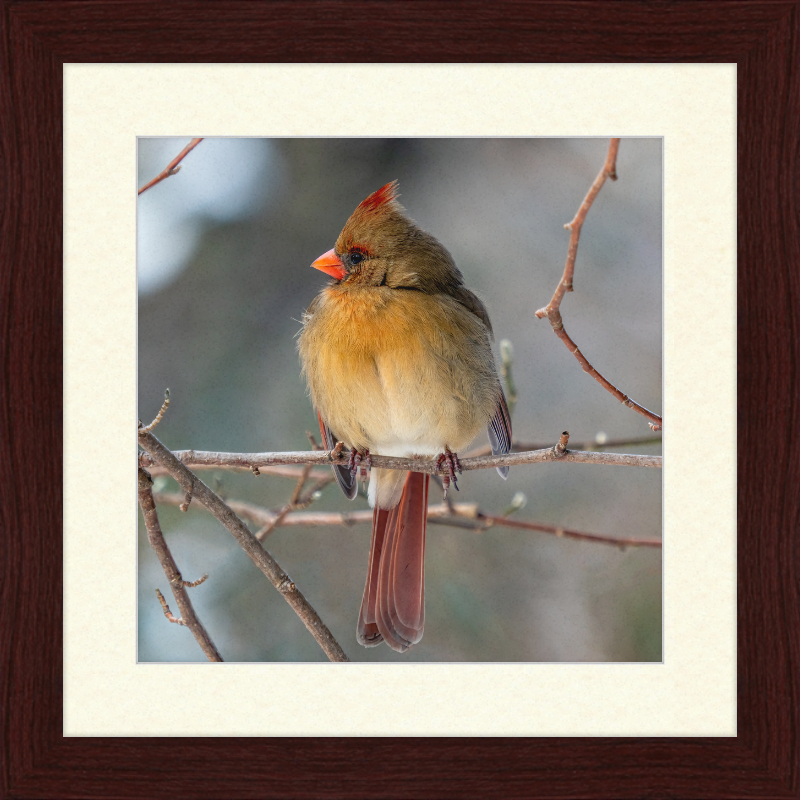 A Northern Cardinal (Female) - Great Pictures Framed