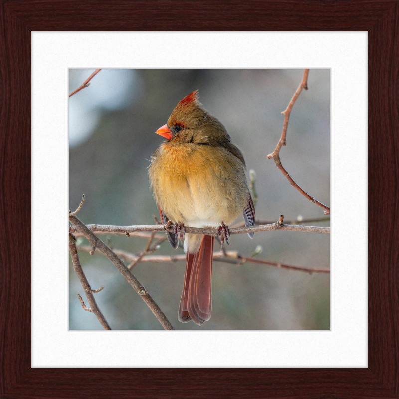 A Northern Cardinal (Female) - Great Pictures Framed