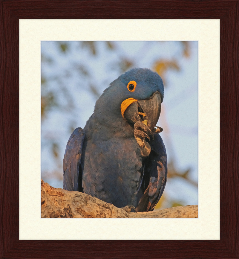 Hyacinth Macaw (Anodorhynchus Hyacinthinus) - Great Pictures Framed