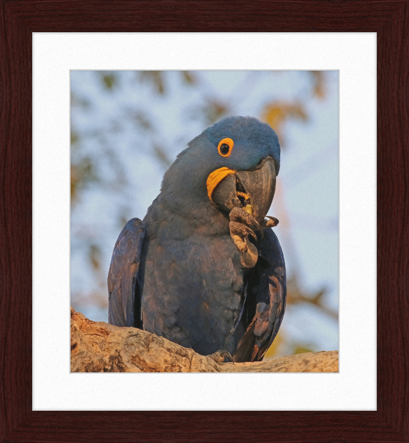 Hyacinth Macaw (Anodorhynchus Hyacinthinus) - Great Pictures Framed
