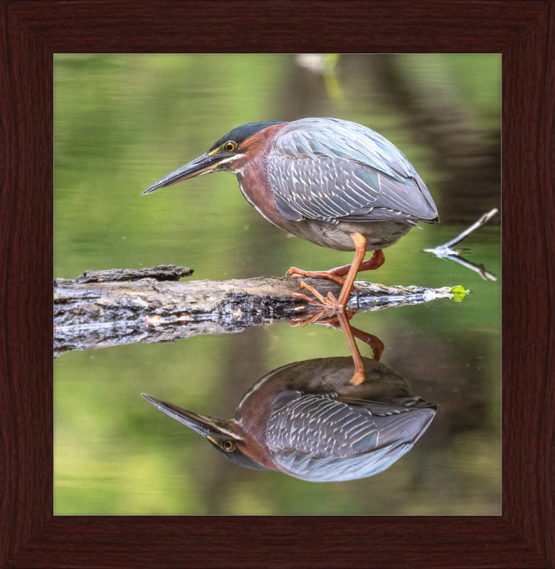 Green Heron - Great Pictures Framed