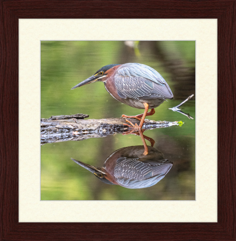 Green Heron - Great Pictures Framed