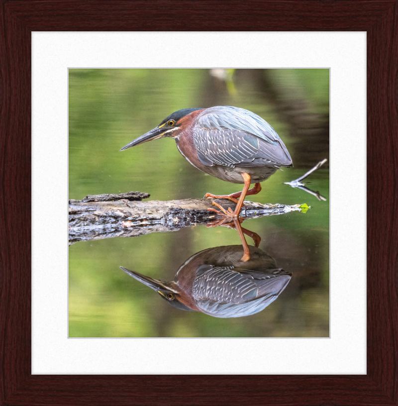 Green Heron - Great Pictures Framed