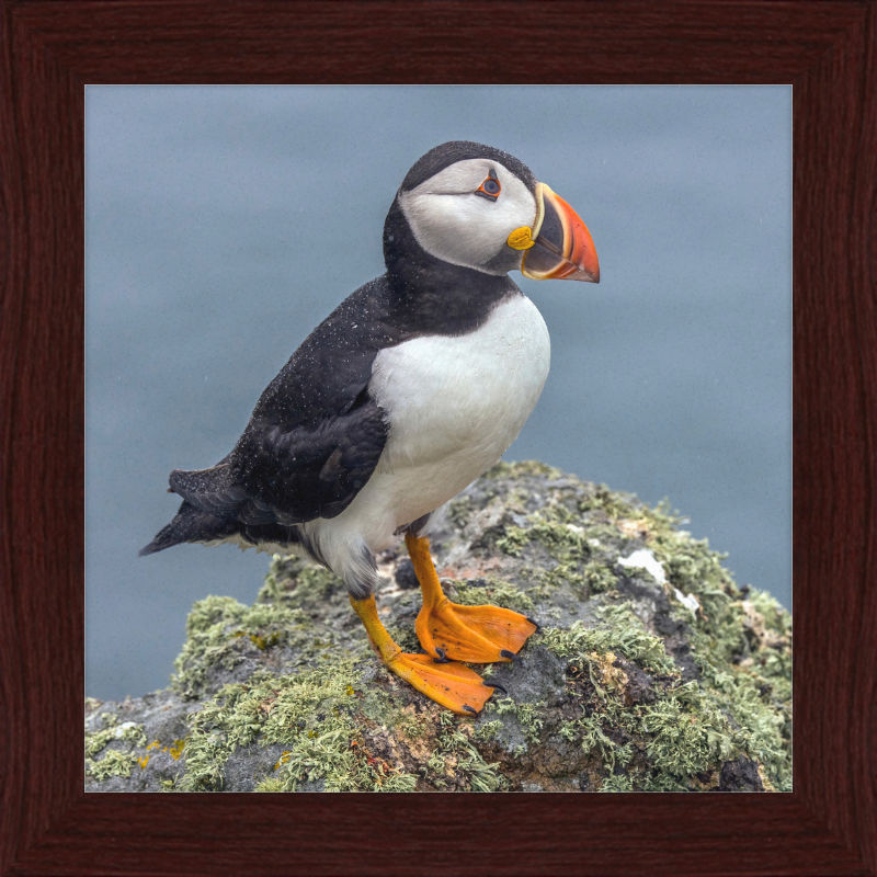 Puffin (Fratercula arctica) - Great Pictures Framed