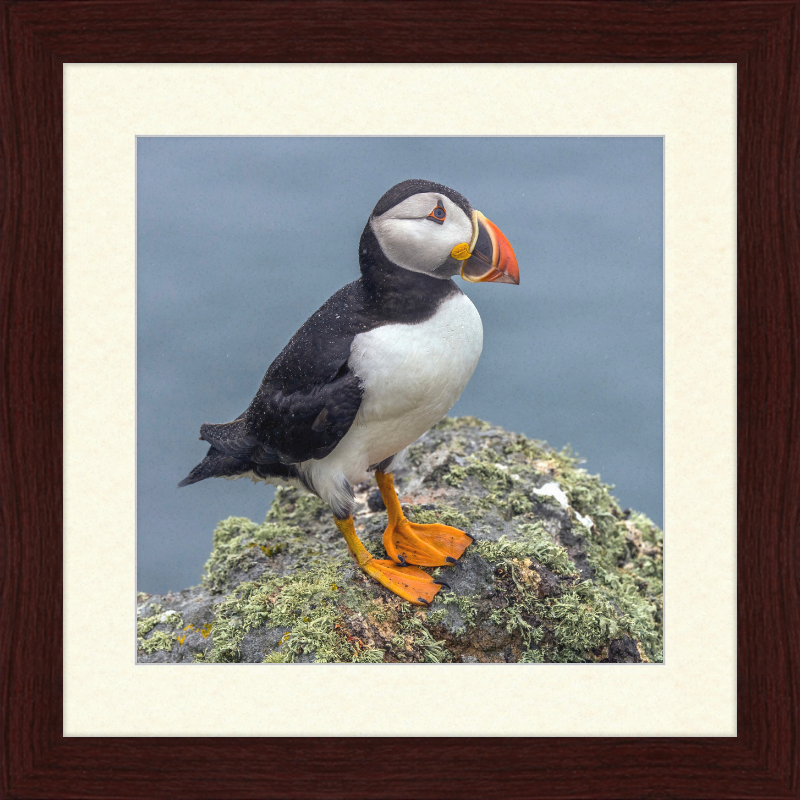 Puffin (Fratercula arctica) - Great Pictures Framed