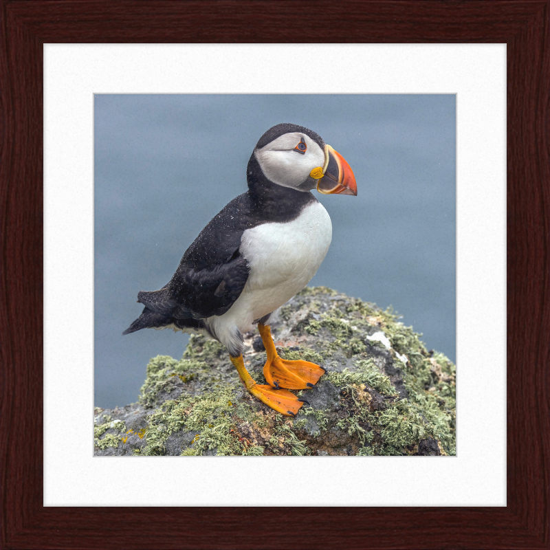 Puffin (Fratercula arctica) - Great Pictures Framed