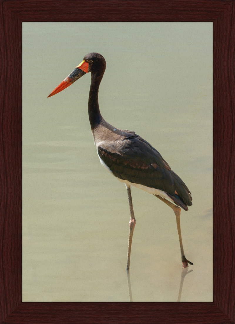 The Senegal Saddle-billed Stork at Résèrve Africaine de Sigean - Great Pictures Framed