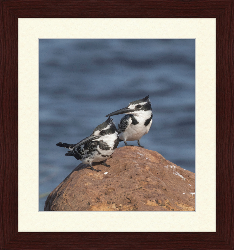 Pied Kingfishers in Botswana - Great Pictures Framed