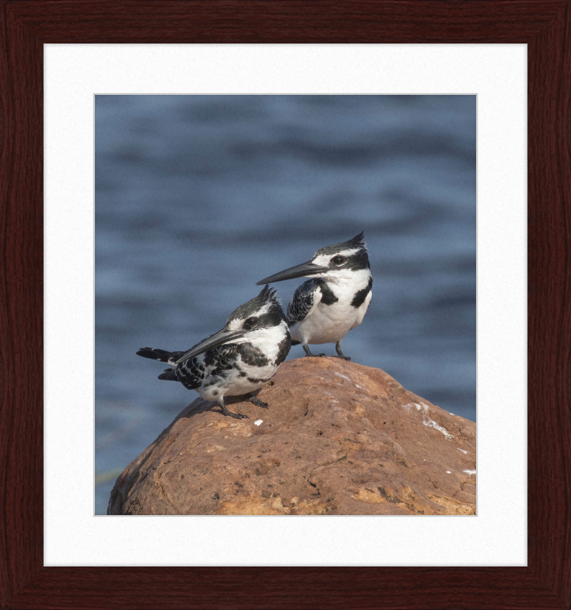 Pied Kingfishers in Botswana - Great Pictures Framed