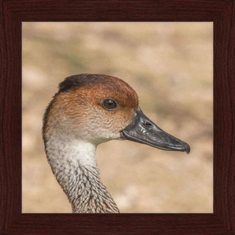 West Indian Whistling Duck - Great Pictures Framed