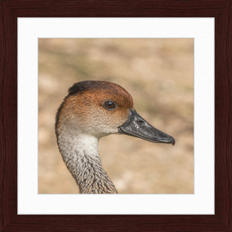 West Indian Whistling Duck - Great Pictures Framed