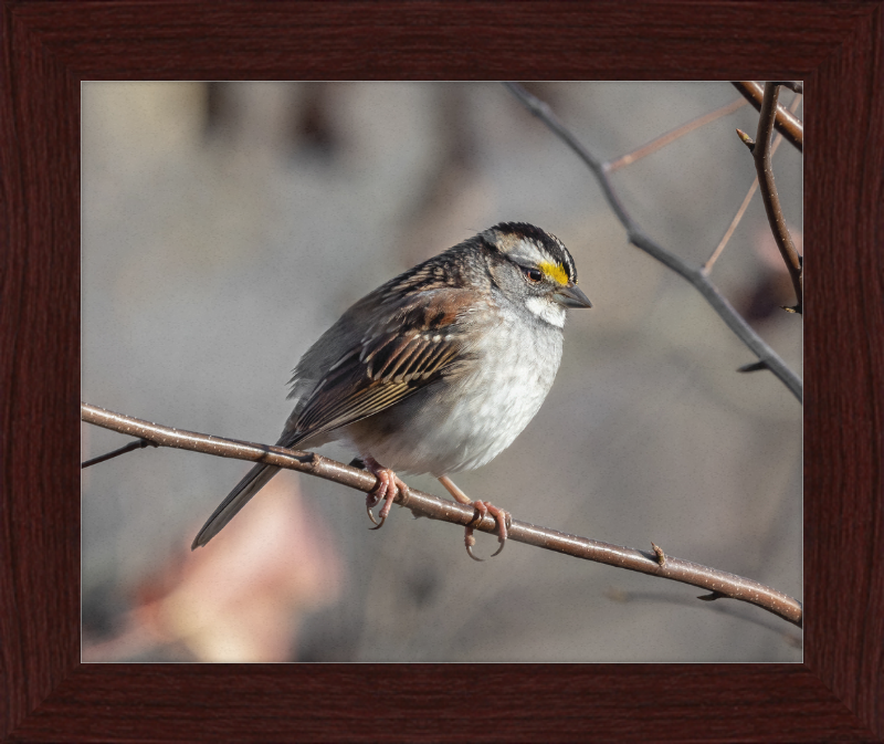 White-throated Sparrow - Great Pictures Framed