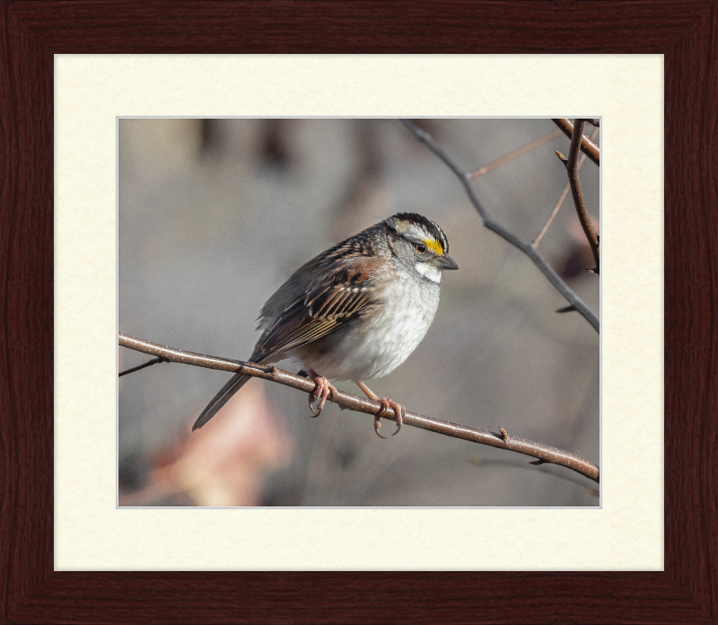 White-throated Sparrow - Great Pictures Framed