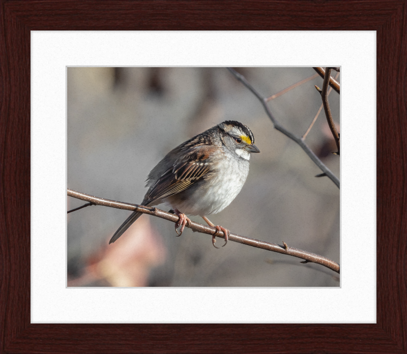 White-throated Sparrow - Great Pictures Framed