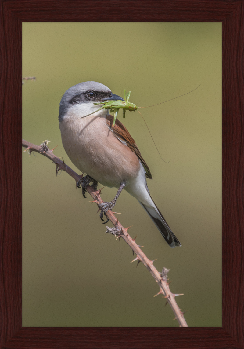 Neuntöter mit erbeutetem Heupferd im Geo-Naturpark Bergstraße-Odenwald - Great Pictures Framed
