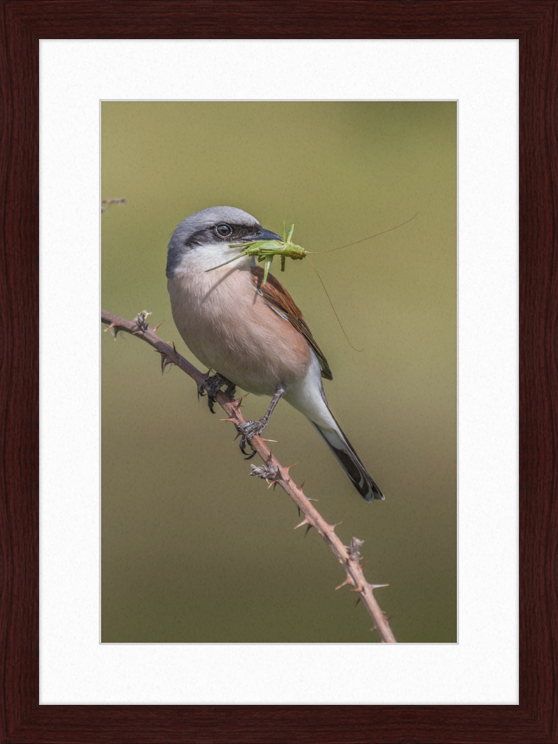 Neuntöter mit erbeutetem Heupferd im Geo-Naturpark Bergstraße-Odenwald - Great Pictures Framed