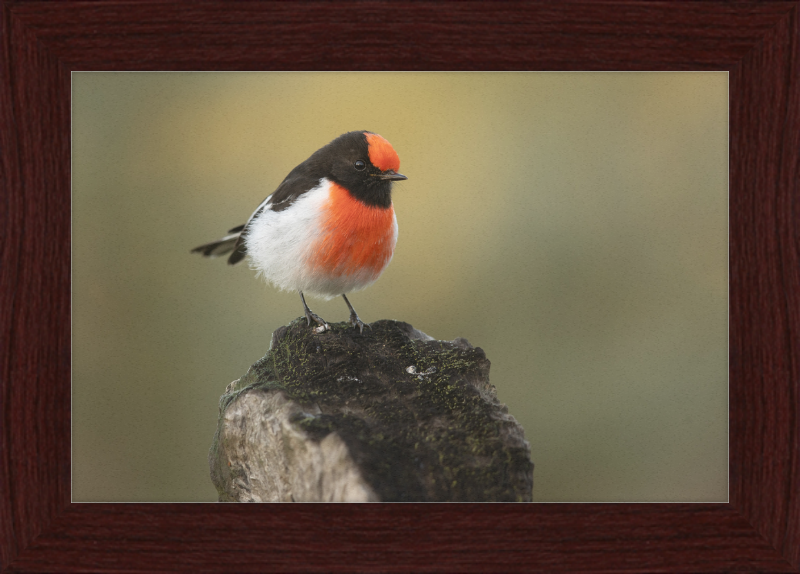 Red-capped Robin - Bimbi - Great Pictures Framed