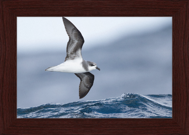 Pterodroma mollis - Tasmania - Great Pictures Framed