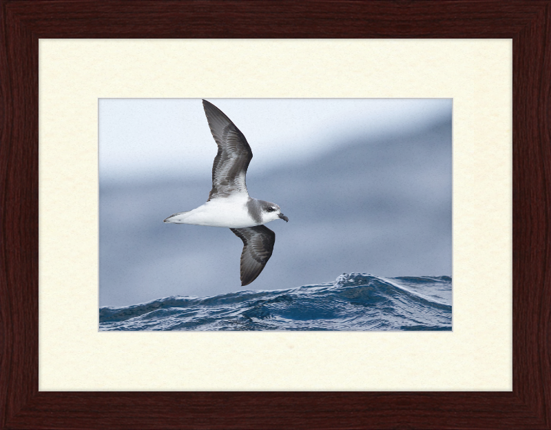 Pterodroma mollis - Tasmania - Great Pictures Framed