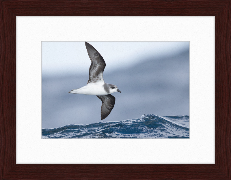 Pterodroma mollis - Tasmania - Great Pictures Framed