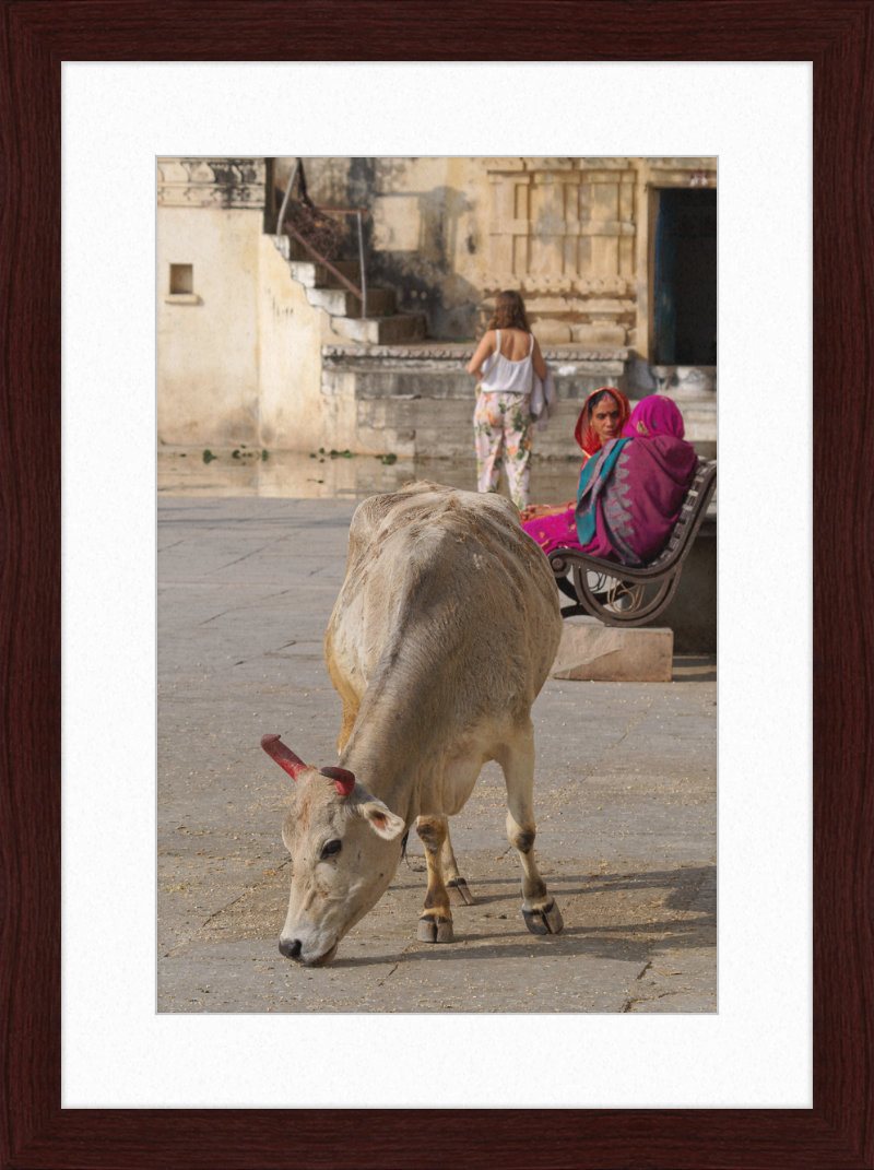 A cow on a Street of Udaipur, India - Great Pictures Framed