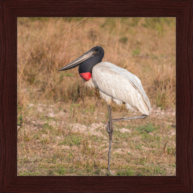 Jabiru (Jabiru mycteria) - Great Pictures Framed