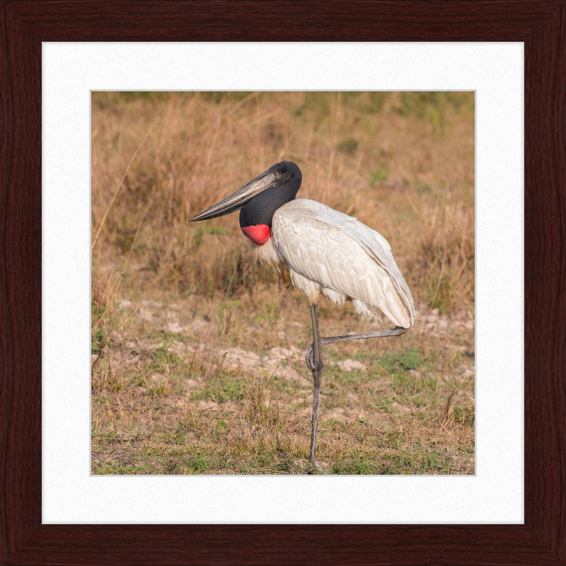 Jabiru (Jabiru mycteria) - Great Pictures Framed