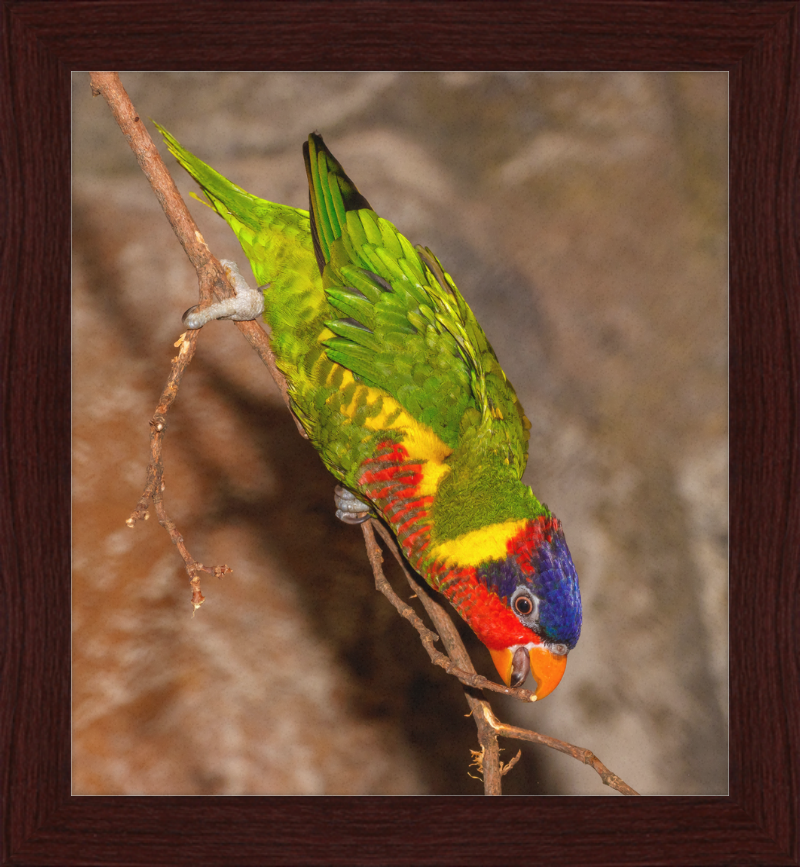 Trichoglossus Ornatus - Great Pictures Framed