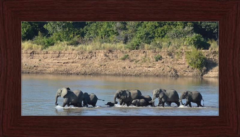 Loxodonta africana South Luangwa National Park (1) - Great Pictures Framed