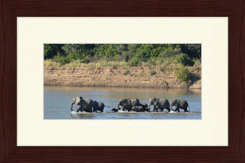 Loxodonta africana South Luangwa National Park (1) - Great Pictures Framed