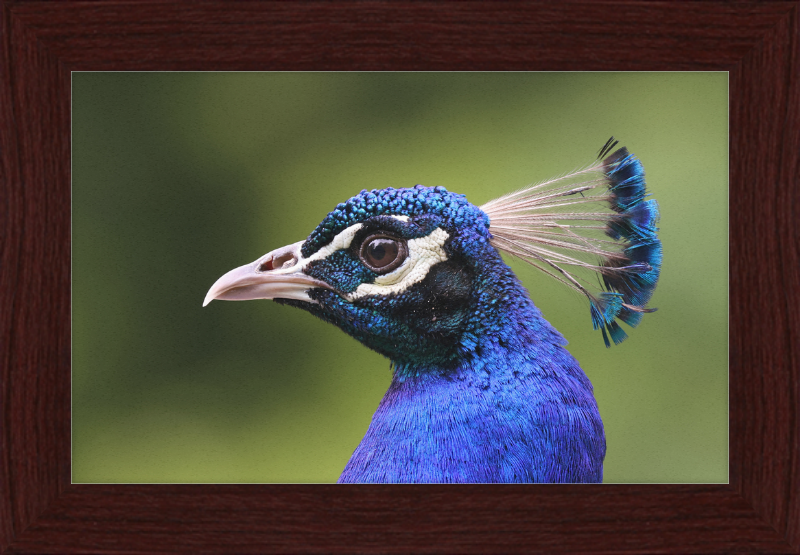 Portrait of an Indian Peafowl - Great Pictures Framed