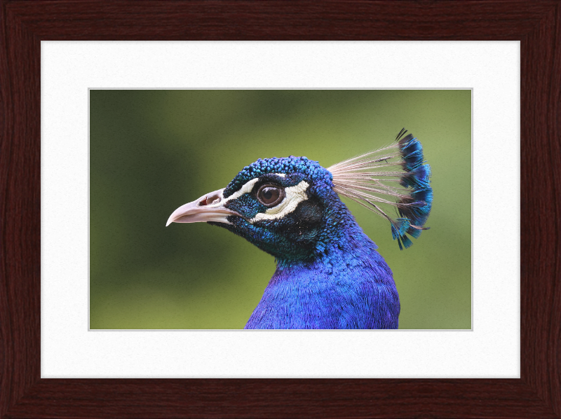 Portrait of an Indian Peafowl - Great Pictures Framed
