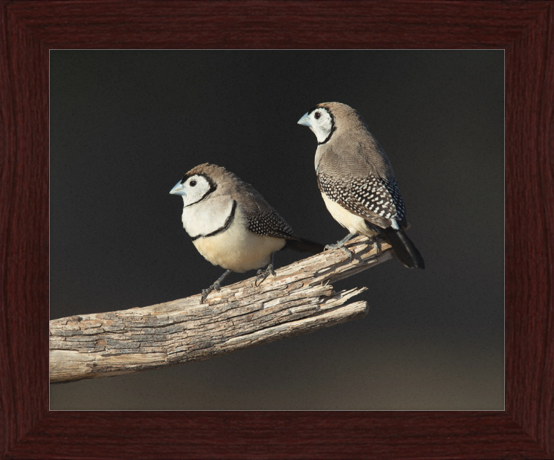 Taeniopygia bichenovii - Glen Alice - Great Pictures Framed