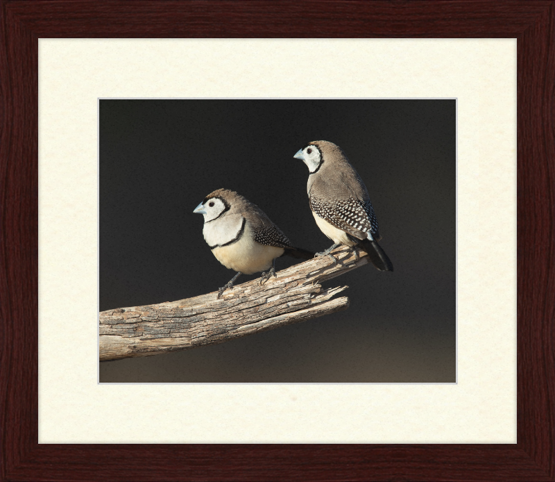 Taeniopygia bichenovii - Glen Alice - Great Pictures Framed