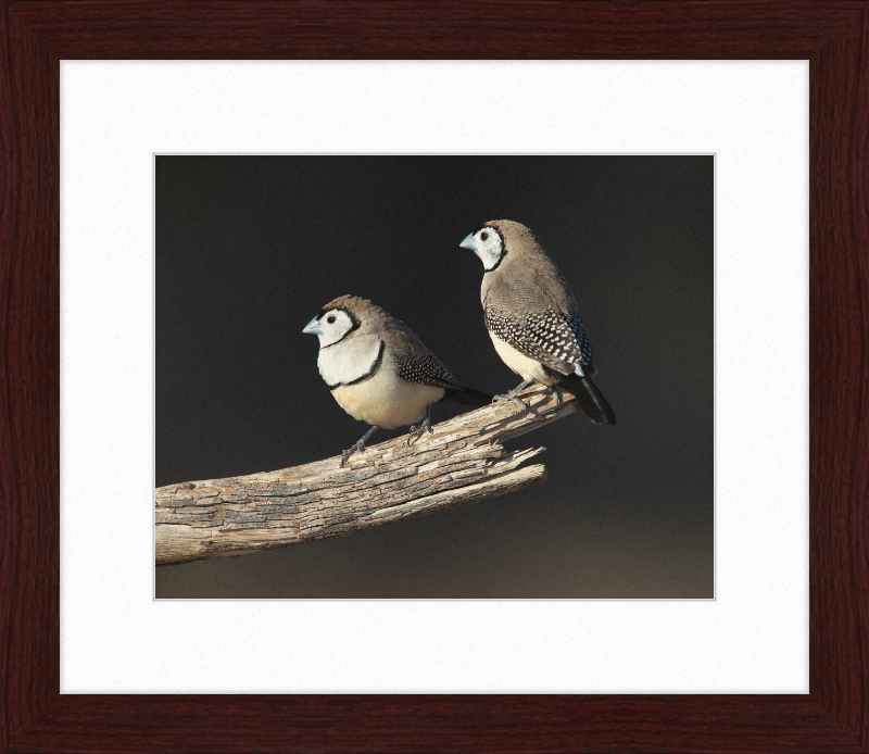 Taeniopygia bichenovii - Glen Alice - Great Pictures Framed
