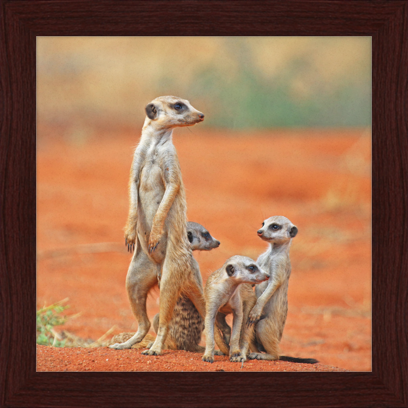 Meerkat (Suricata suricatta) with 3 Young - Great Pictures Framed
