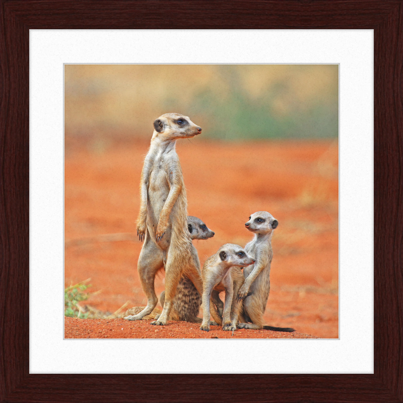 Meerkat (Suricata suricatta) with 3 Young - Great Pictures Framed